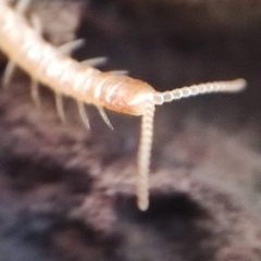 Haplophilus subterraneus