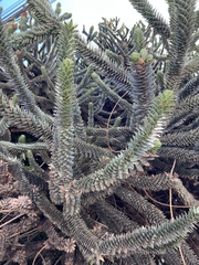 Araucaria araucana