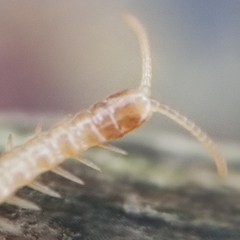Haplophilus subterraneus