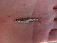 Notropis texanus