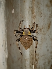 Parawixia