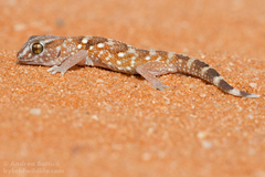 Chondrodactylus angulifer