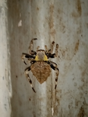 Parawixia
