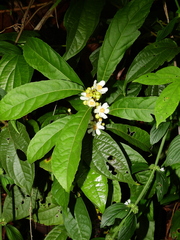 Mayna odorata