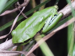 Dendropsophus molitor
