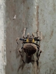 Parawixia