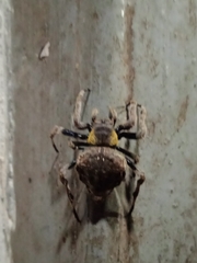 Parawixia