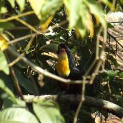Ramphastos dicolorus