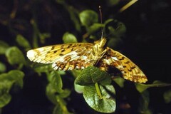 Boloria angarensis