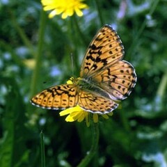 Boloria tritonia