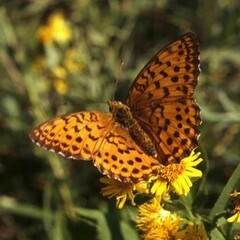 Brenthis daphne daphne