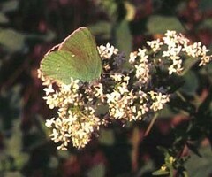 Callophrys