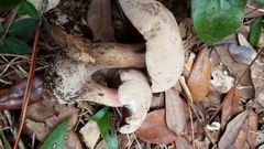 Caloboletus firmus