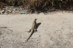 Sceloporus spinosus