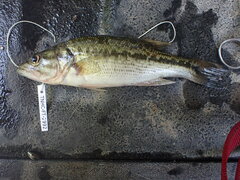 Micropterus punctulatus