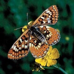 Euphydryas sibirica davidi