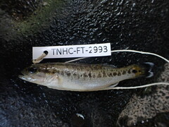 Micropterus