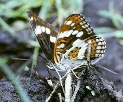 Limenitis sydyi
