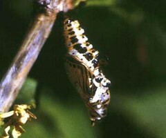Limenitis sydyi
