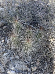 Echinocereus stramineus