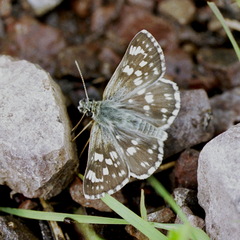 Muschampia cribrellum