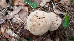 Caloboletus firmus