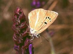 Polyommatus damocles