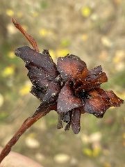 Rabdophaga rosaria
