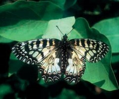 Zerynthia polyxena