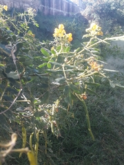 Senna multiglandulosa