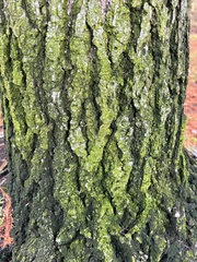 Candelariella efflorescens