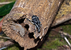Tophoderes frenatus