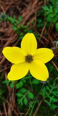 Bidens triplinervia