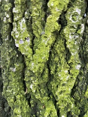 Candelariella efflorescens