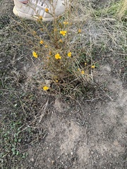 Lessingia glandulifera