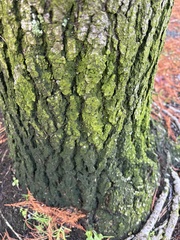 Candelariella efflorescens