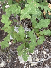 Quercus laceyi