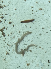 Enchytraeidae