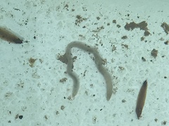 Enchytraeidae