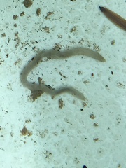Enchytraeidae