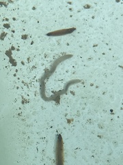 Enchytraeidae