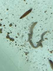 Enchytraeidae