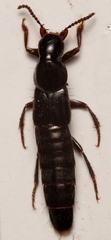 Quedius mesomelinus