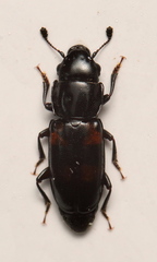Glischrochilus quadripunctatus