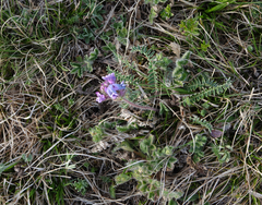 Oxytropis strobilacea