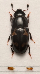 Glischrochilus quadriguttatus