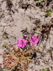 Nemesia strumosa