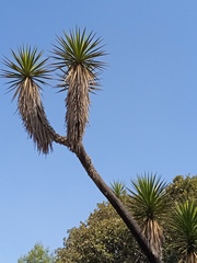 Yucca periculosa