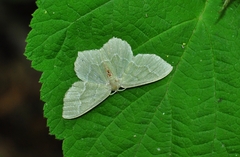 Hemithea aestivaria
