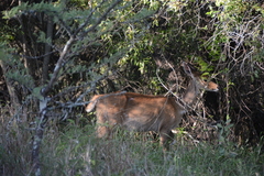 Tragelaphus sylvaticus sylvaticus